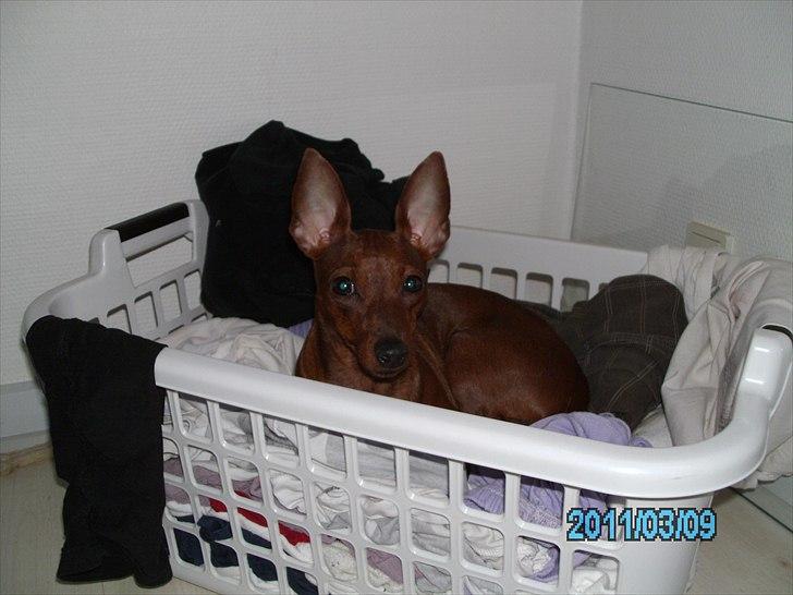 Dvaergpinscher Kika - Her er Kika som ligger i vasketøjskurven, når den ingen steder kan ligge sig:=D billede 7