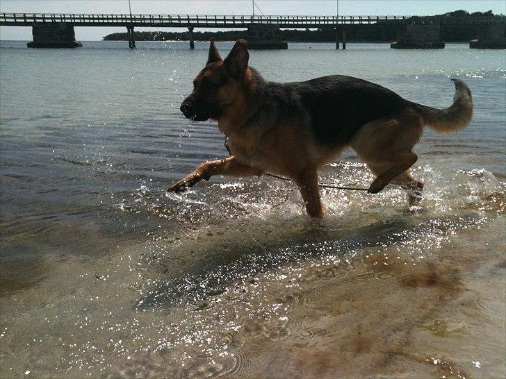 Schæferhund Kato - Bade, Bade, Bade ! billede 2