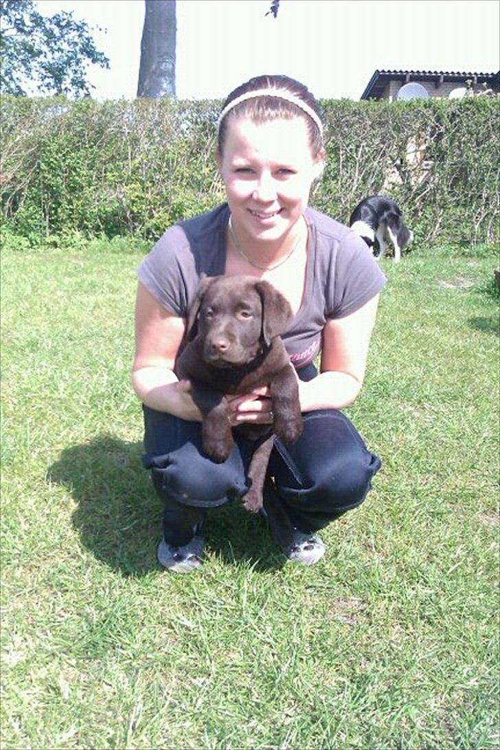 Labrador retriever muffi - muffi med hendes moster natasja :) billede 1