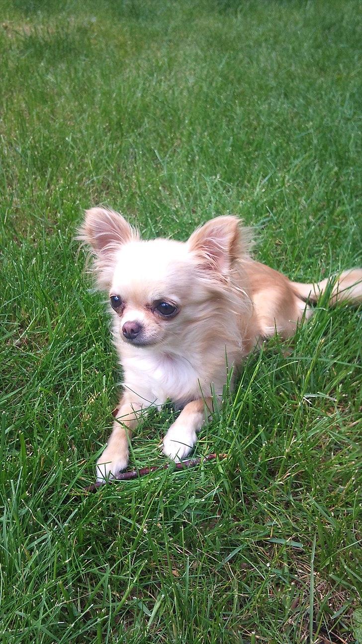 Chihuahua Blondie - R.I.P min bedste ven <3
Evig elsket <3 aldrig glemt <3. billede 1
