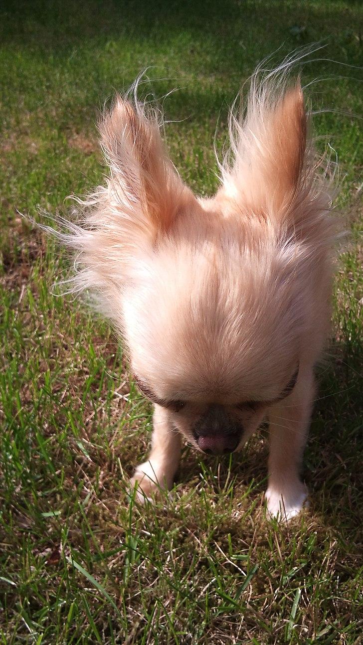 Chihuahua Blondie - Blondie i et nys :) billede 2