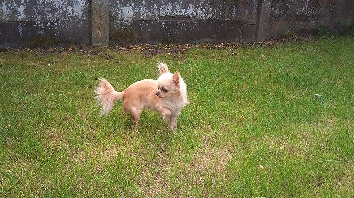 Chihuahua Blondie billede 3