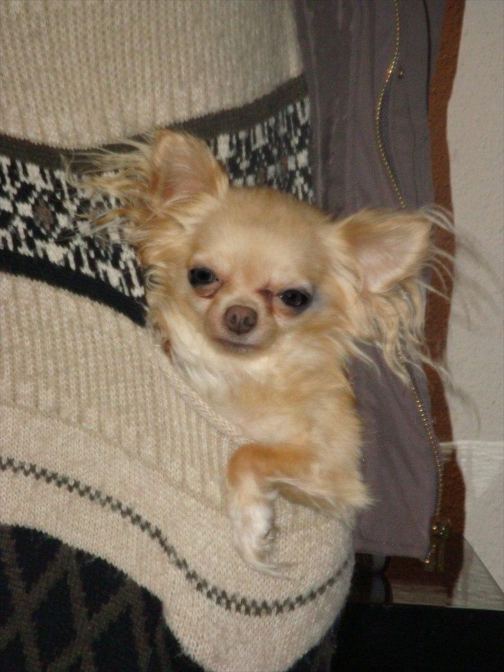 Chihuahua Blondie - det bedste sted i verden. sissels lomme! :D billede 4