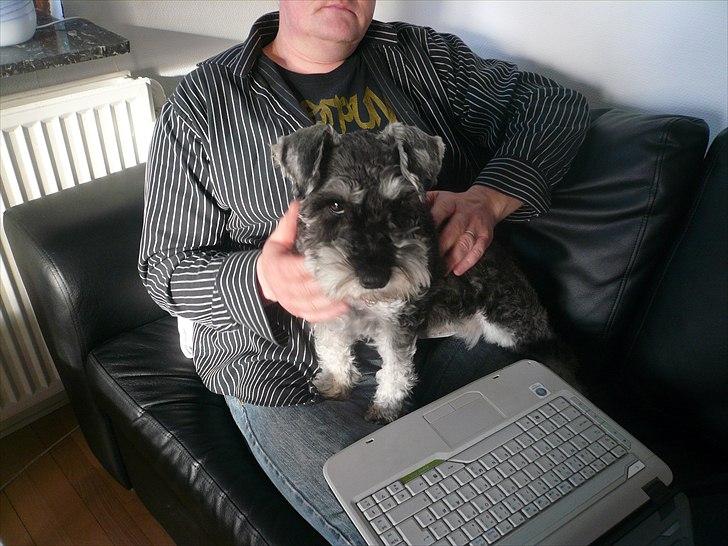 Dvaergschnauzer *FNUGGI* - Hjælper lige far, så kom ikke for tæt på !!! billede 19