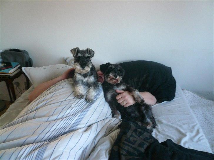 Dvaergschnauzer *FNUGGI* - Her skal vi sove, var det vores far du ville tale med? billede 20