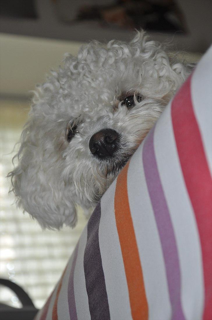 Bolognese Tøffe - Verdens sødeste hund!
Foto: Melika Andersen<3. billede 12