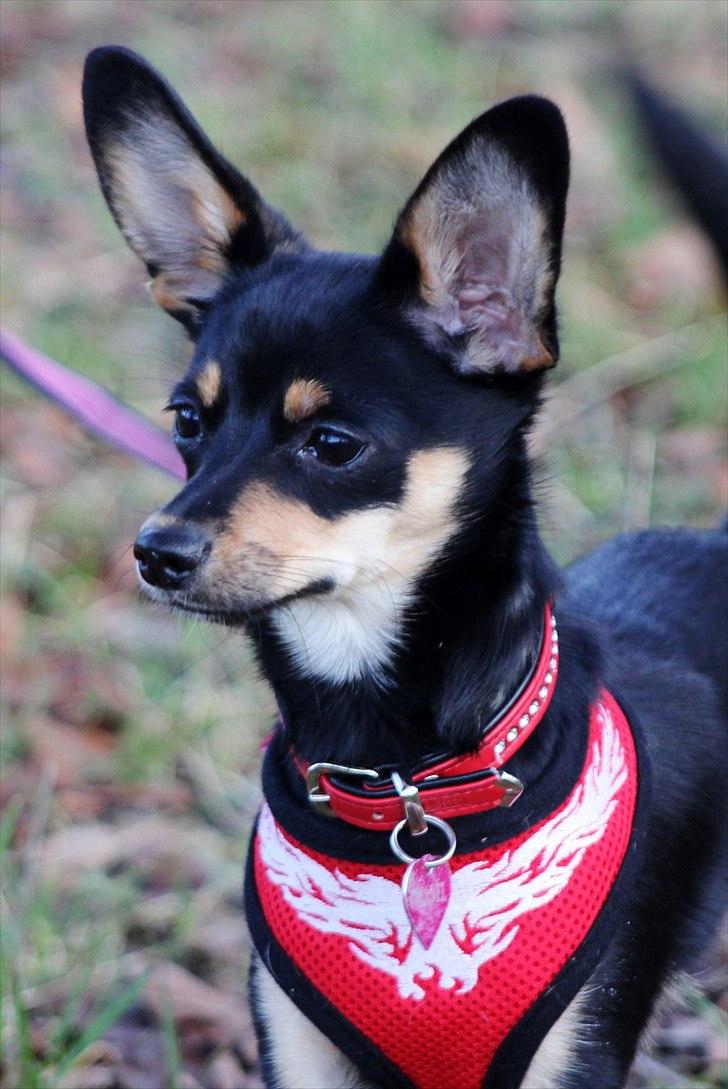 Blanding af racer chanel billede 2