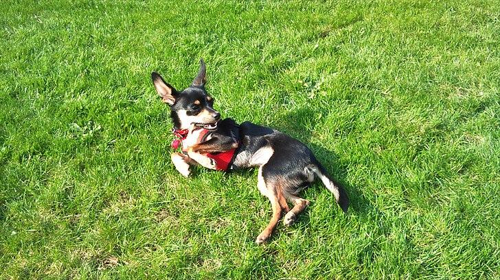 Blanding af racer chanel - nyder solen :-) billede 4