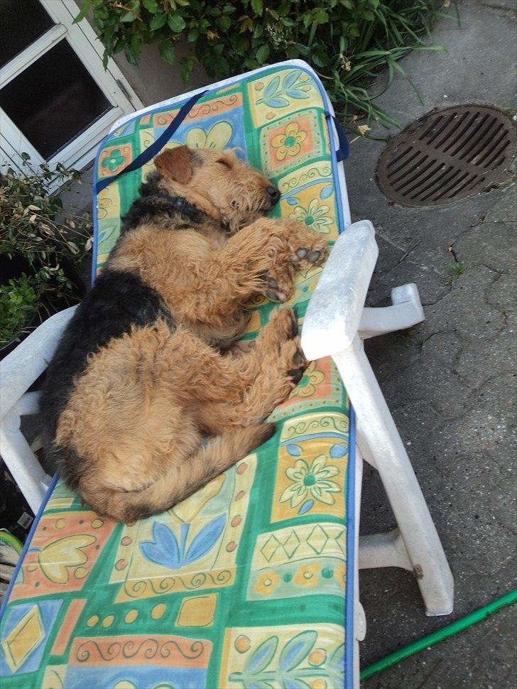 Airedale terrier Bowie - Hmm.. Afslappet hund? billede 17