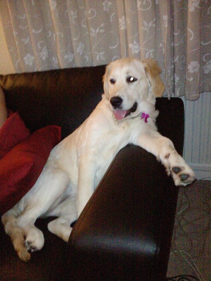 Golden retriever Aya - Hun elsker at sidde sådan i sofaen. billede 19