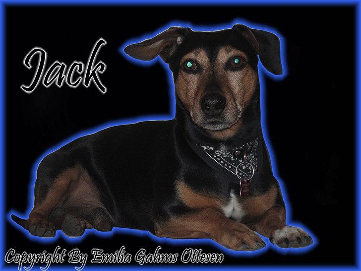 Blanding af racer Jack - Charmetrolden billede 1