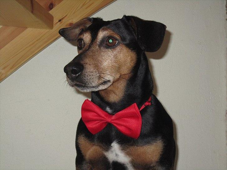 Blanding af racer Jack - Charmetrolden billede 19