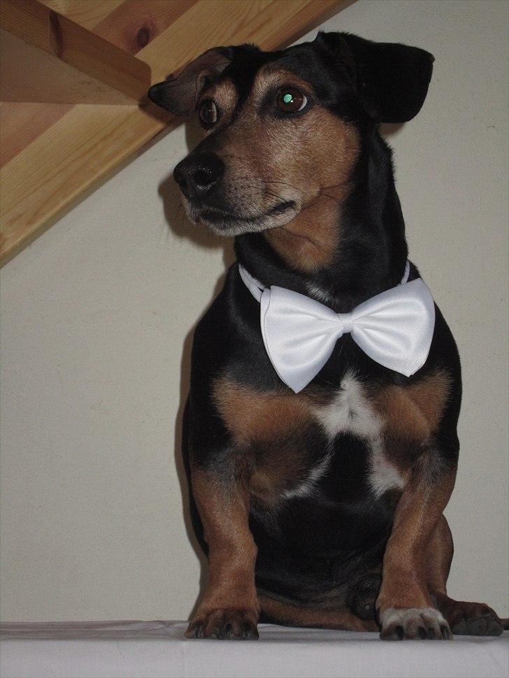 Blanding af racer Jack - Charmetrolden billede 3