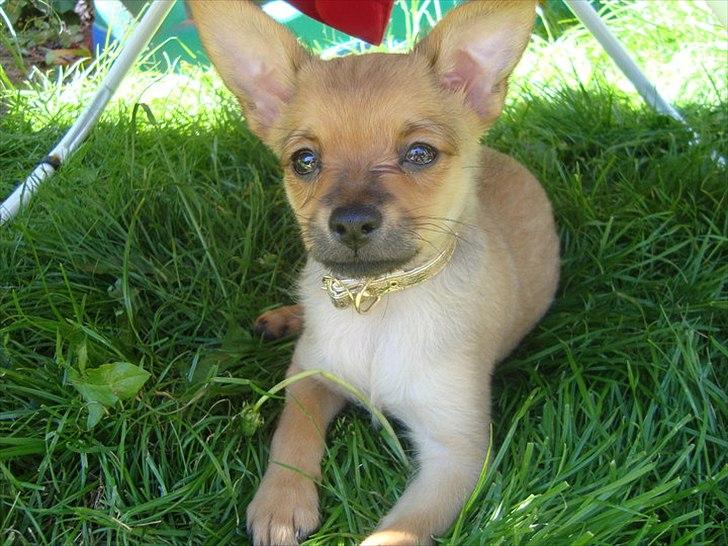 Blanding af racer Chico billede 1