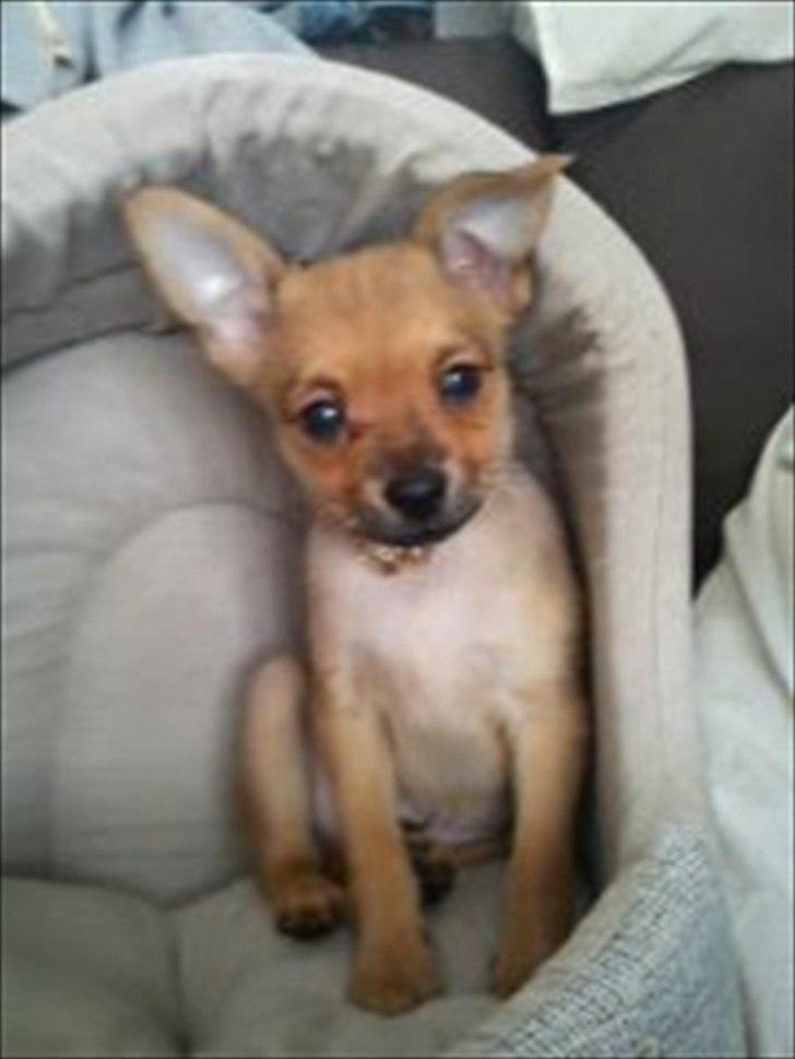 Blanding af racer Chico billede 2