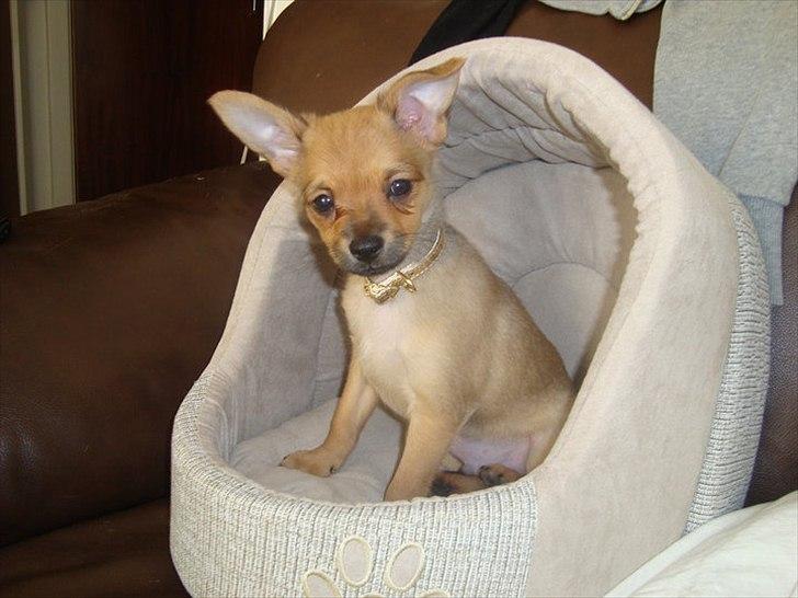 Blanding af racer Chico billede 3