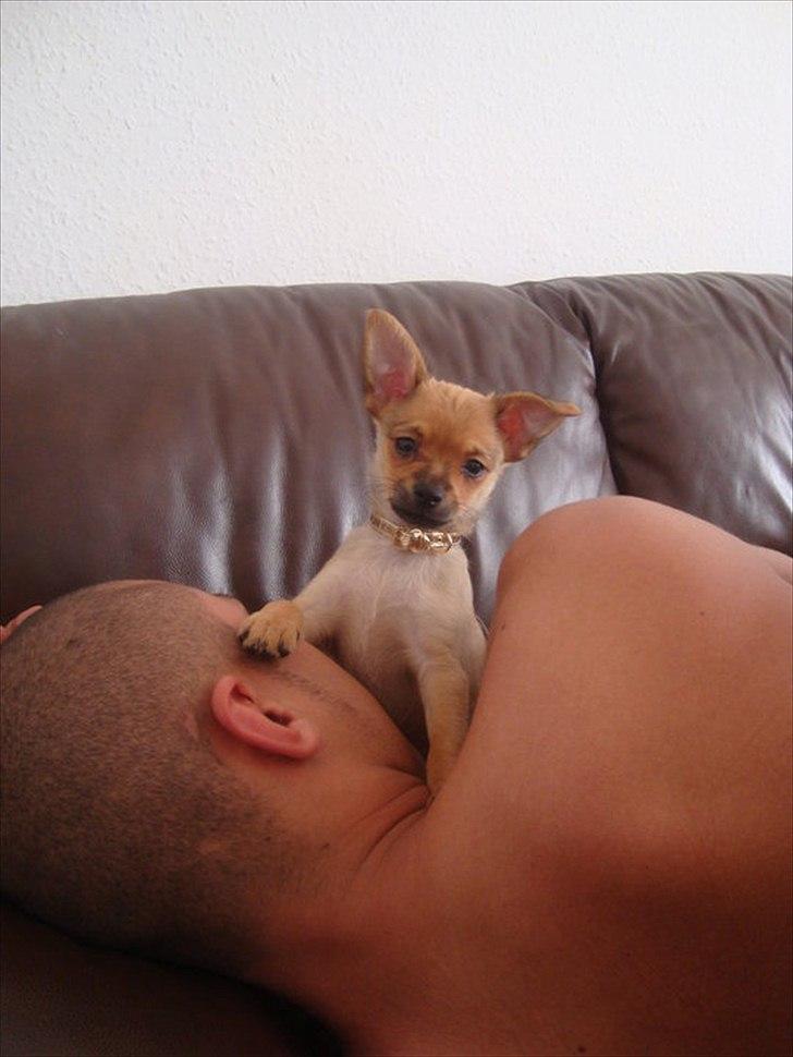 Blanding af racer Chico billede 4