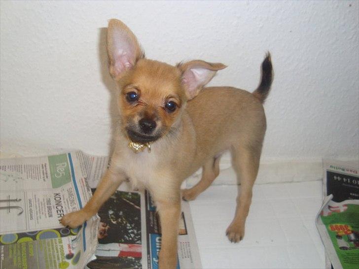 Blanding af racer Chico billede 5