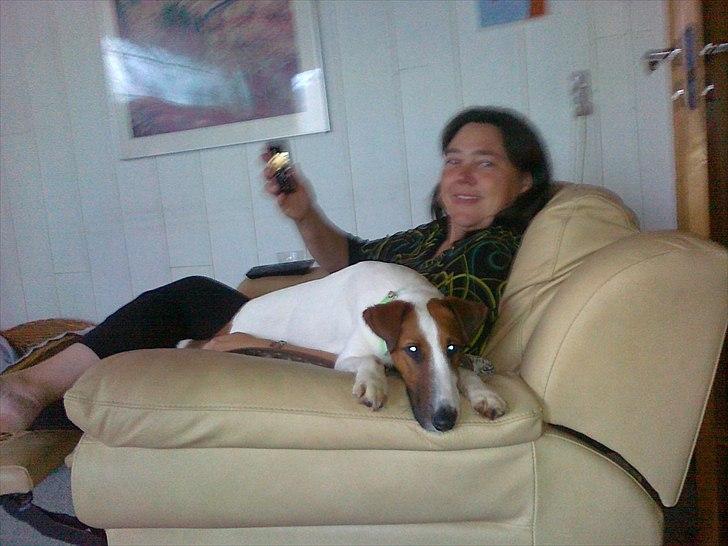 Glathåret foxterrier Rocky billede 17