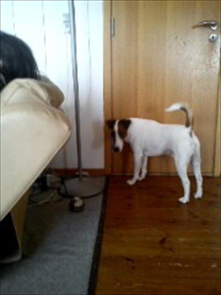 Glathåret foxterrier Rocky billede 18