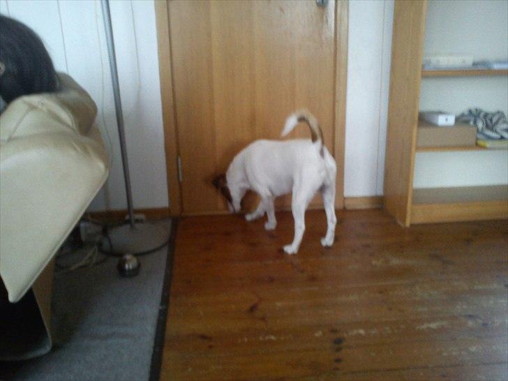 Glathåret foxterrier Rocky billede 19