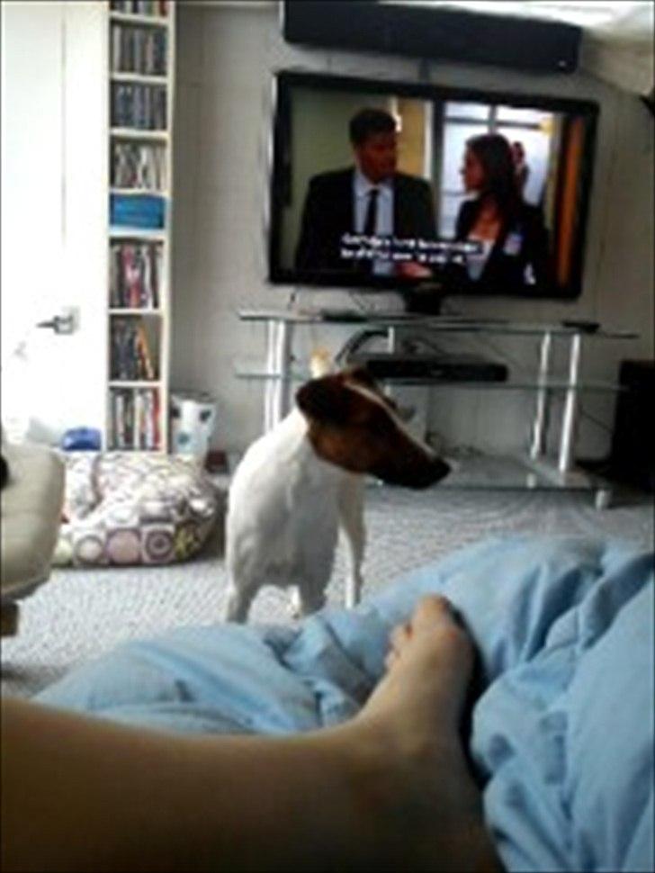 Glathåret foxterrier Rocky billede 20