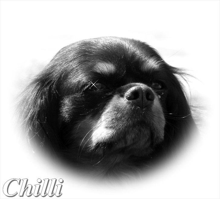 Cavalier king charles spaniel - Chilli - 3 år billede 1