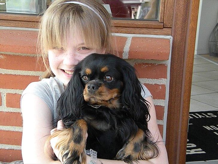 Cavalier king charles spaniel - Chilli - 3 år billede 3