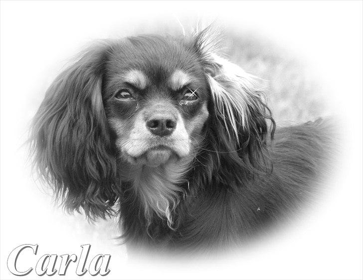 Cavalier king charles spaniel - Carla - 1 år billede 1