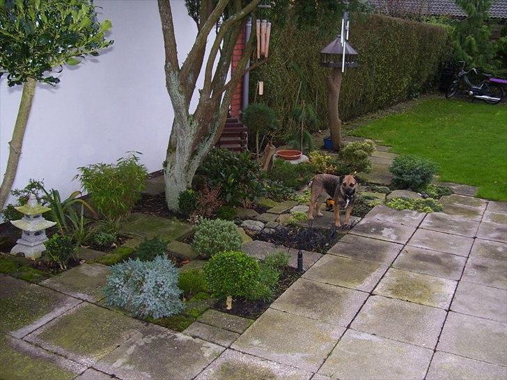 Border terrier Lutra's Belle - Belle i min mormor og morfars have :) billede 16