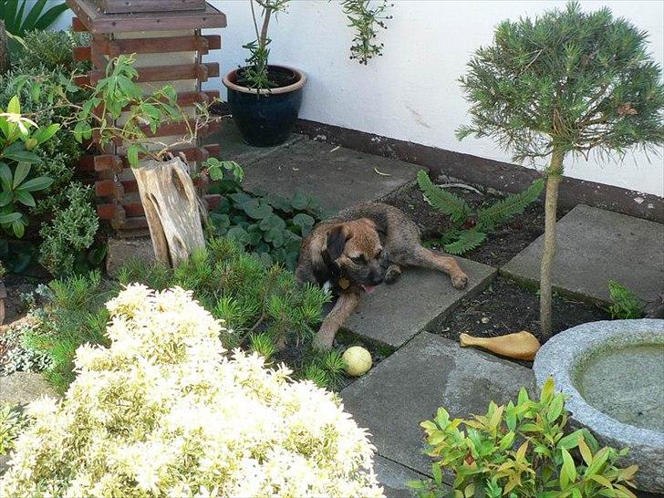 Border terrier Lutra's Belle - I min mormor og morfars have, helt afslappet :) billede 17