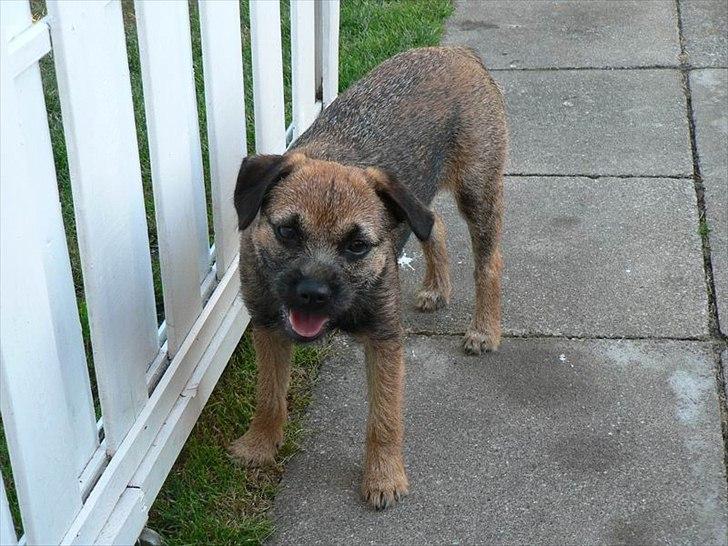 Border terrier Lutra's Belle - Velkommen til søde Belles profil :) billede 1
