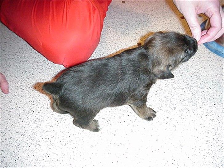 Border terrier Lutra's Belle - Belle som helt lille :o) billede 19