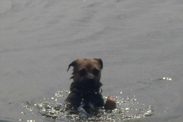 Border terrier Lutra's Belle - Belle skal altid lige ned og bade, og her står hun på bagbenene ude i vandet :) Hun kan stå sådan her længe :) billede 18