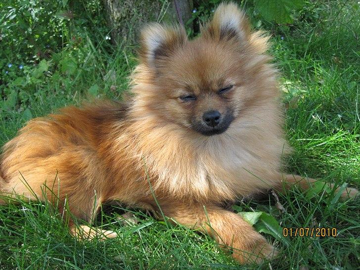 Pomeranian Figgi - Figgi billede 1