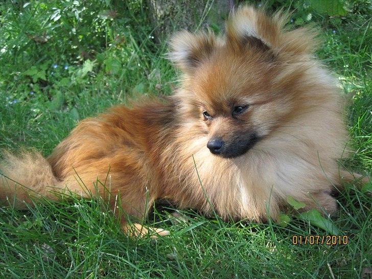 Pomeranian Figgi billede 2