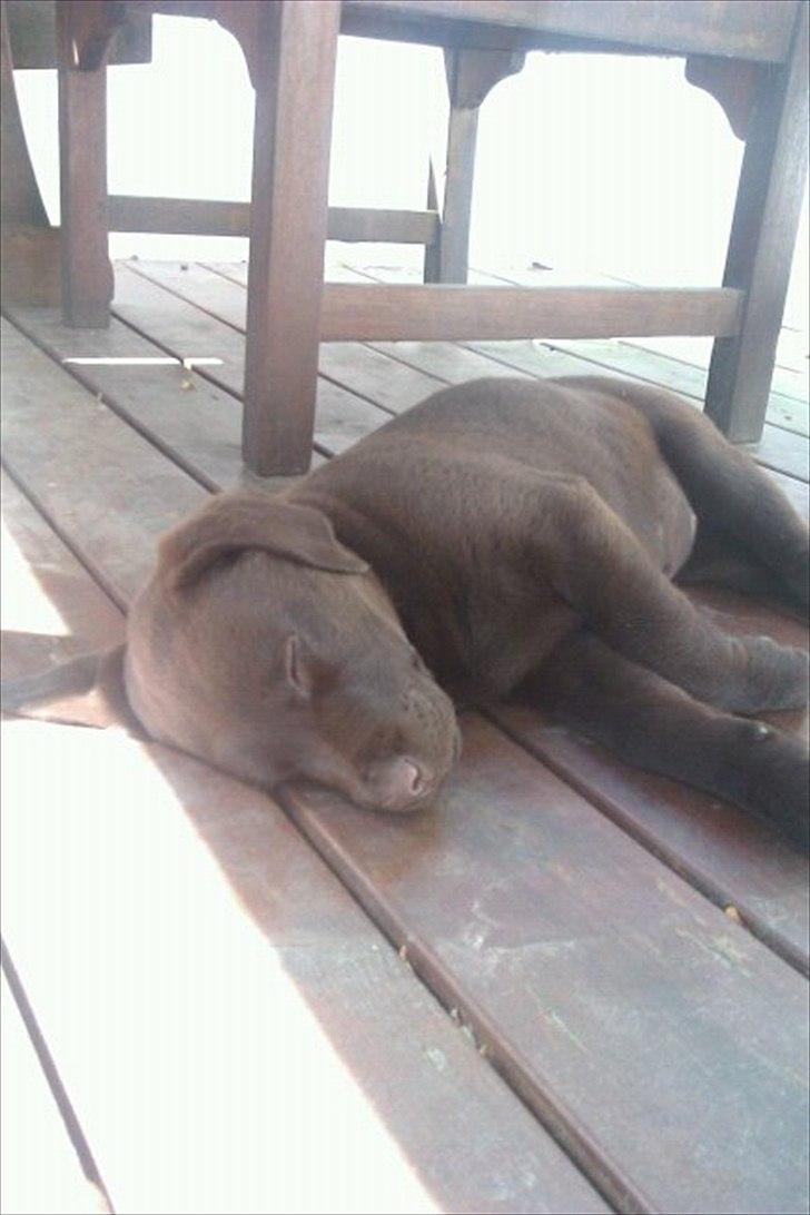 Labrador retriever muffi billede 2