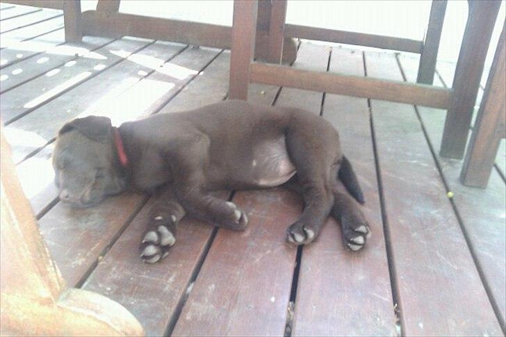 Labrador retriever muffi billede 3