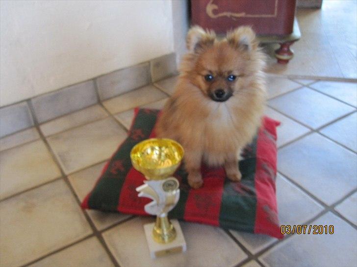 Pomeranian Figgi billede 3