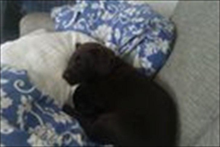 Labrador retriever muffi billede 5