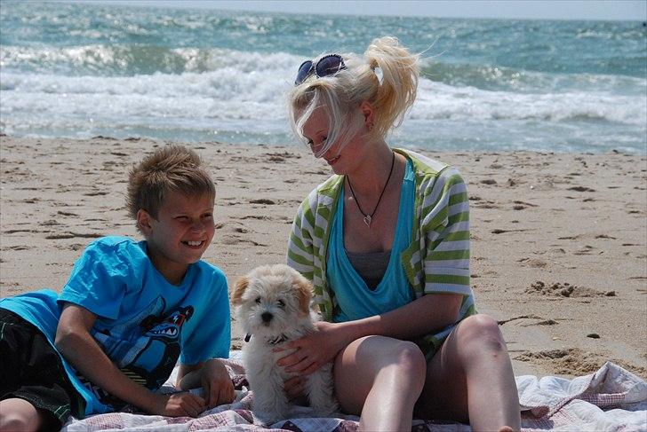 Coton de tulear Vicky billede 11