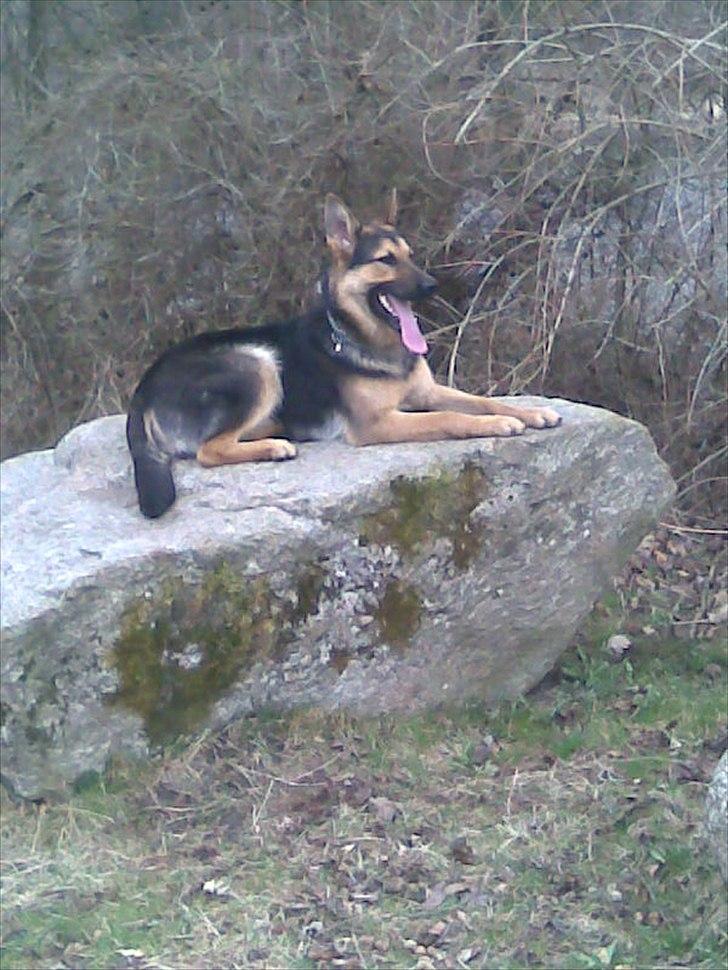 Schæferhund Aiko billede 1