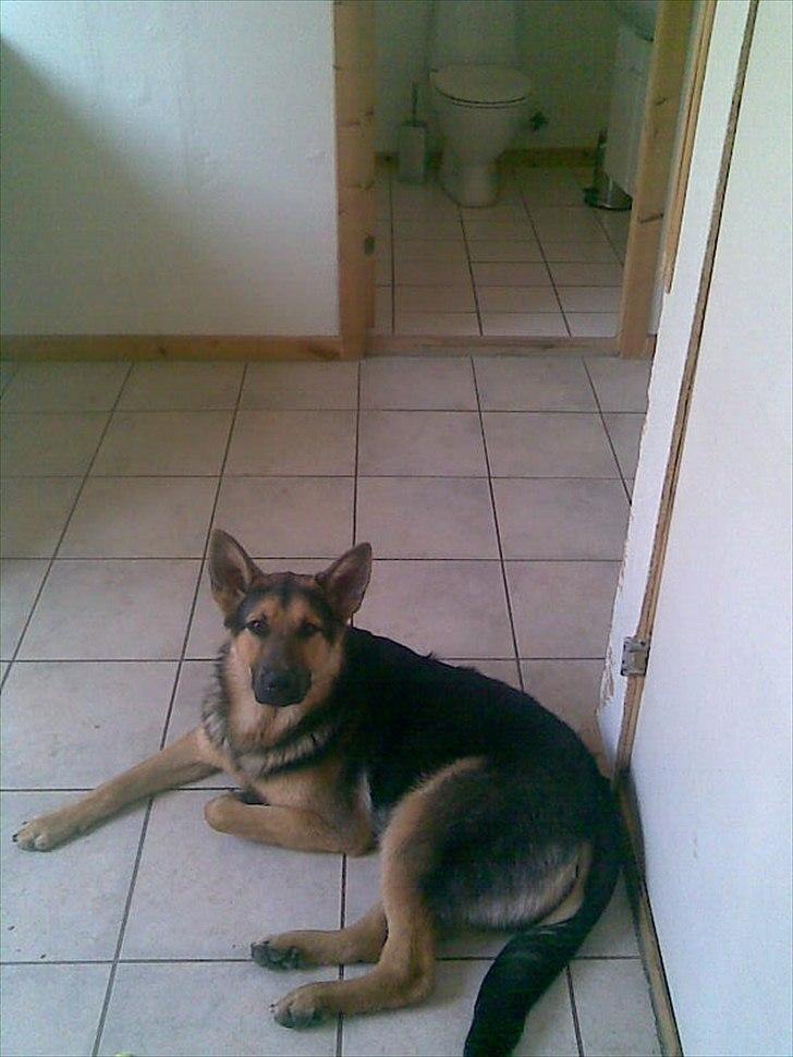 Schæferhund Aiko billede 2