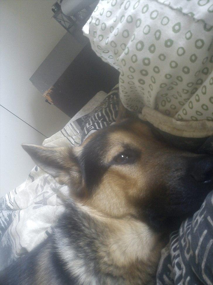 Schæferhund Aiko billede 3