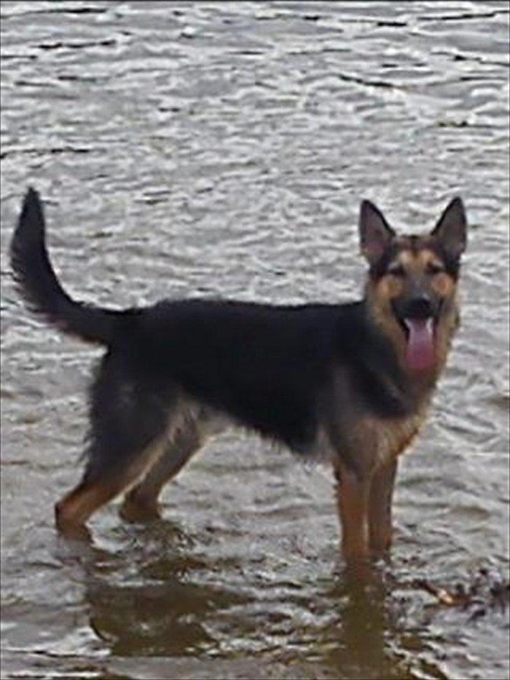 Schæferhund Aiko billede 6