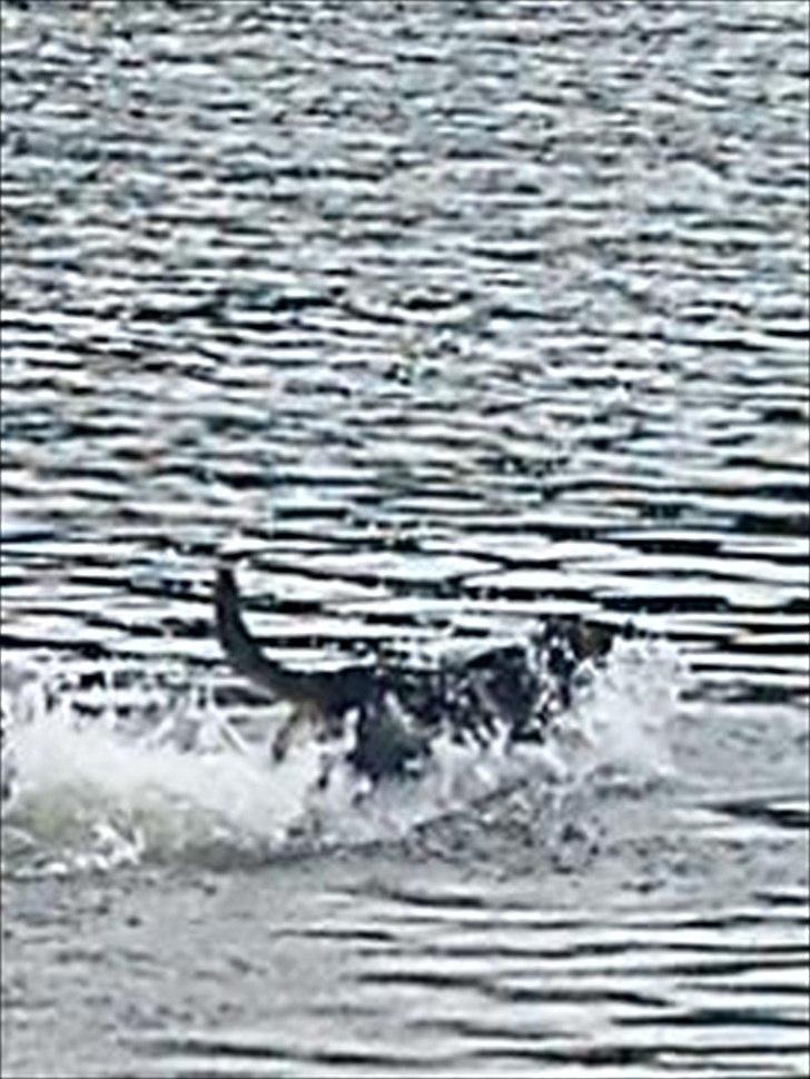 Schæferhund Aiko billede 7