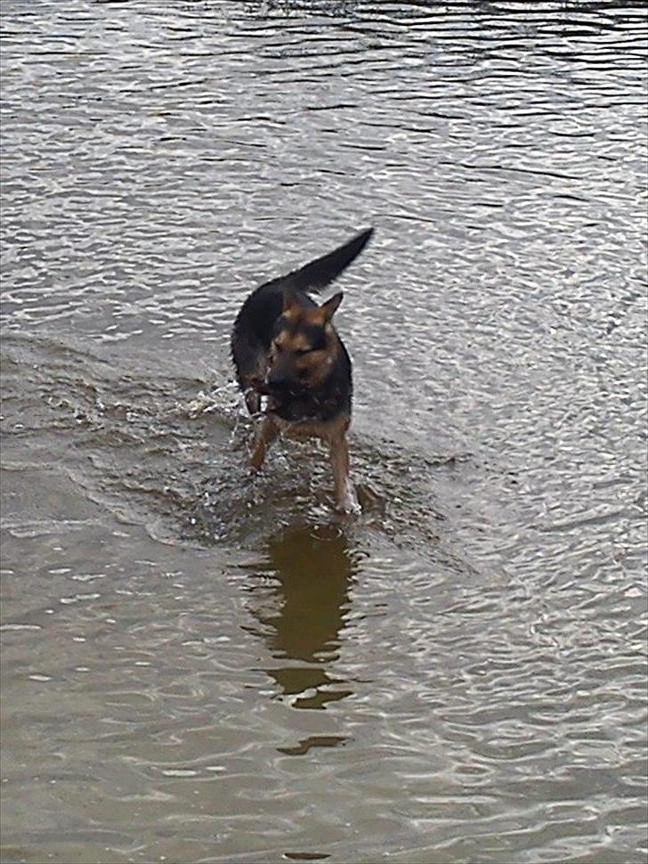 Schæferhund Aiko billede 8