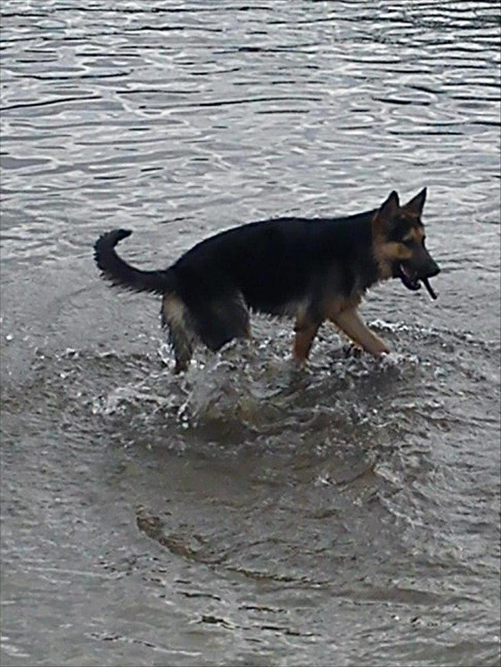 Schæferhund Aiko billede 9