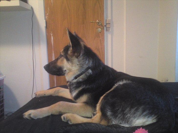 Schæferhund Aiko billede 10