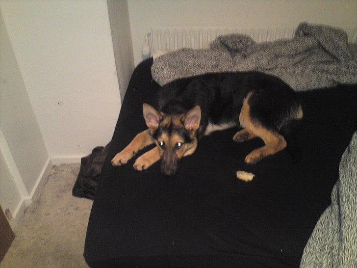 Schæferhund Aiko billede 11